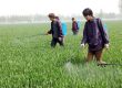 pesticide