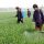pesticide