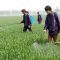 pesticide